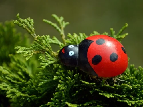 Doğum Haritasında Evler: Hayatınızın Alanlarını Keşfedin