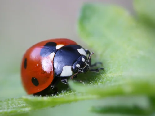 VENÜS BURCU HESAPLAMA